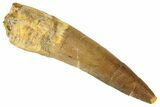 Spinosaurus Tooth - Real Dinosaur Tooth #192014-1